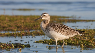 san pablo bay national wildlife refuge